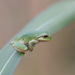 Raganella (Hyla arborea)