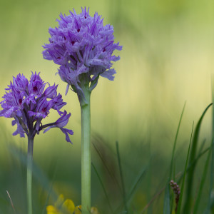 Orchis tridentata