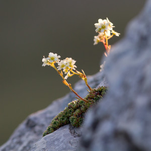 Saxifraga