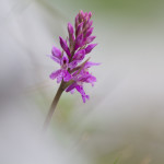 Dactylorhiza fuchsii