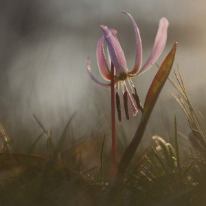 Dente di cane (Erythronium dens-canis)