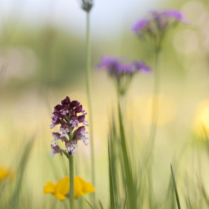 Orchis ustulata