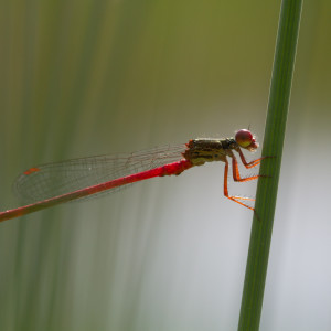 Libellula