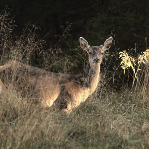 Cerva (Cervus elaphus)