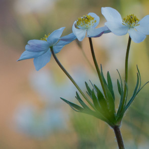 Anemone narcissiflora