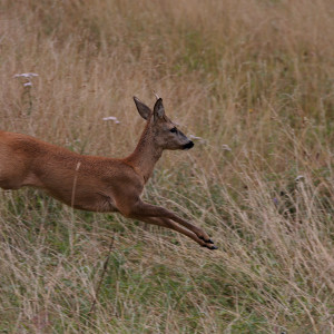 Capriolo maschio (Capreolus capreolus)