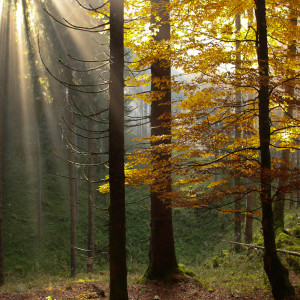 Cansiglio in autunno