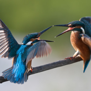 Martin pescatore (Alcedo atthis)