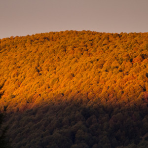 Autunno in Cansiglio