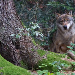 Lupo (Canis lupus)