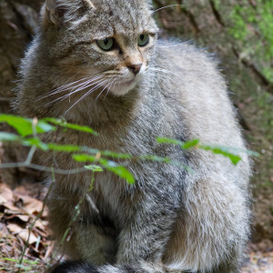 Gatto selvatico (Felis silvestris)