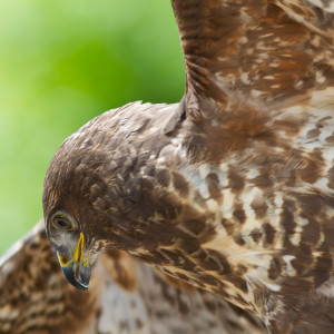 Poiana (Buteo buteo)