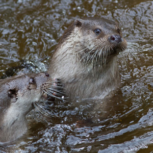 Lontra comune (Lutra lutra)