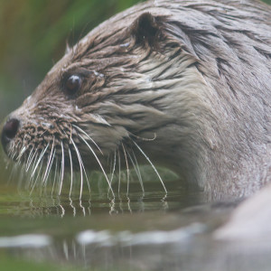 Lontra comune (Lutra lutra)