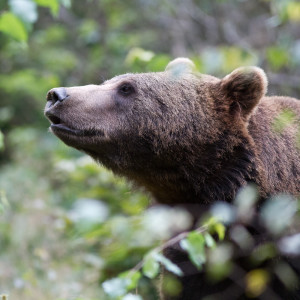 Orso bruno (Ursus arctos)