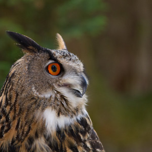 Gufo reale (Bubo bubo)