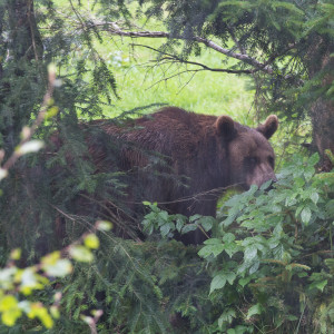 Orso bruno (Ursus arctos)