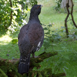 Urogallo (Tetrao urogallus)