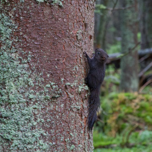 Giovane scoiattolo (Bayerischer Wald)