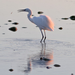 Garzetta egretta (Egretta garzetta)