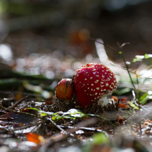 Amanita muscaria