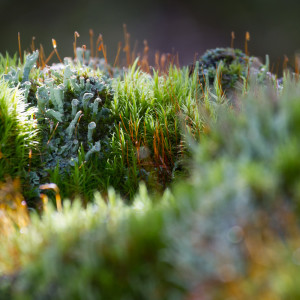 Muschio e licheni (Cladonia fimbriata)