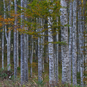 Muro d’alberi  Cansiglio