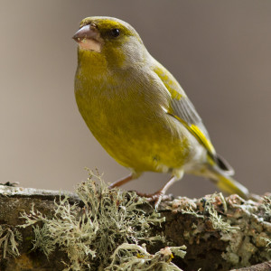 Verdone (Carduelis chloris)