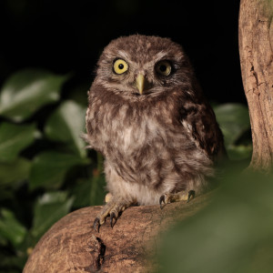 Civetta (Athene noctua)