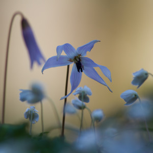 Dente di cane (Erythronium dens-canis)