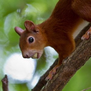 Scoiattolo (Sciurus vulgaris)