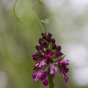 Orchis purpurea