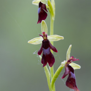 Ophrys insectifera