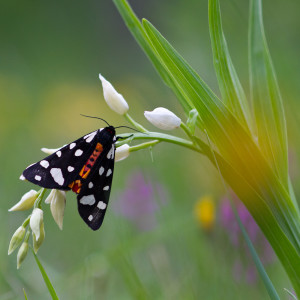 Cephalanthera longifoglia