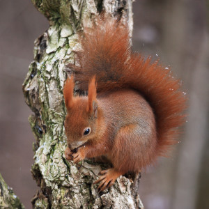 Scoiattolo (Sciurus vulgaris)