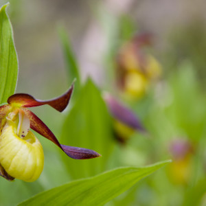 Scarpetta di Venere (Cypripedium calceolus)