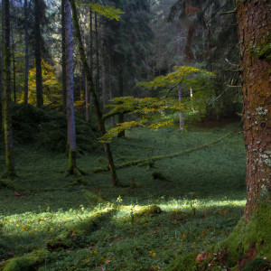 Raggio di sole in foresta