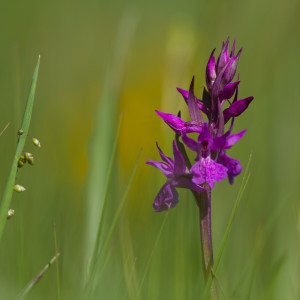 Dactylorhiza majalis