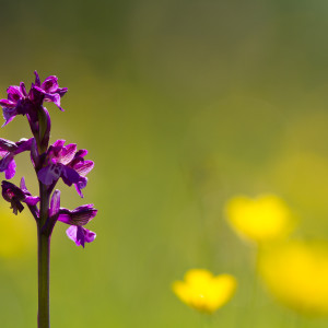 Orchis morio