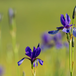 Iris sibirica