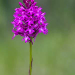 Anacamptis pyramidalis