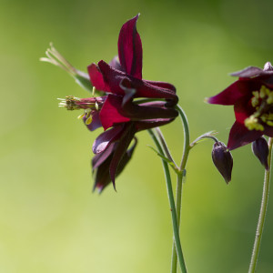 Aquilegia atrata