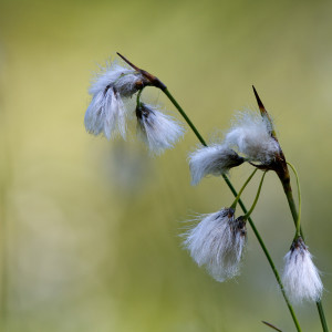 Eriophorum