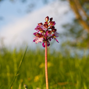 Orchis purpurea