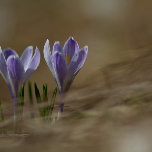 Zafferano alpino (Crocus albiflorus)