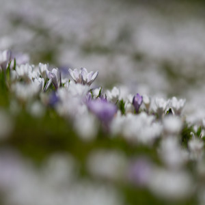 Crocus albiflorus