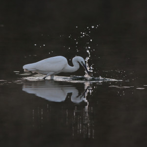 Garzetta egretta (Egretta garzetta)