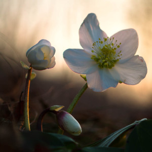 Elleboro (Helleburus niger)