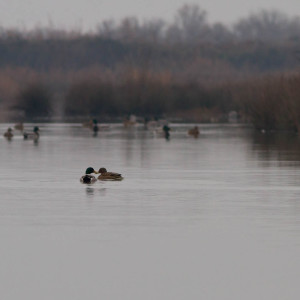 Incontri in valle (Marano Lagunare)