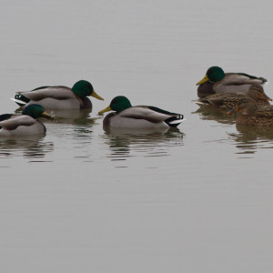 Marano lagunare.Germano reale(Anas platyrhynchos)